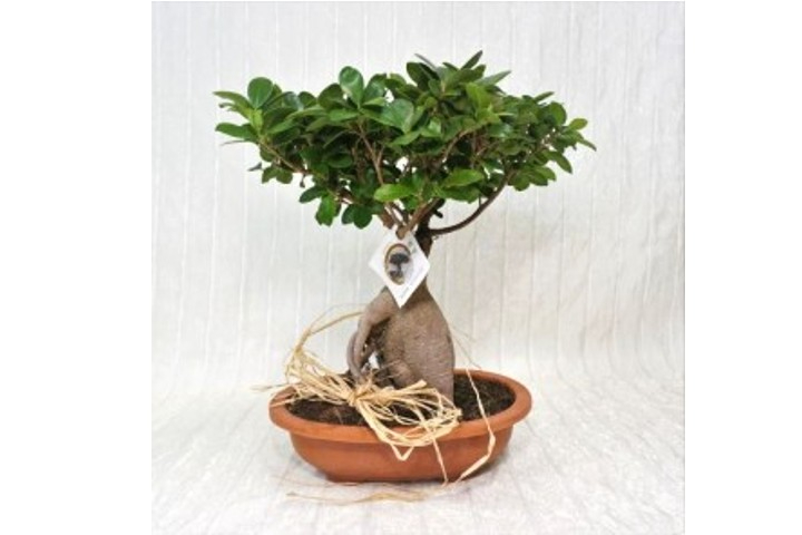Bonsai Ficus Ginseng - Fiorista Della Santa