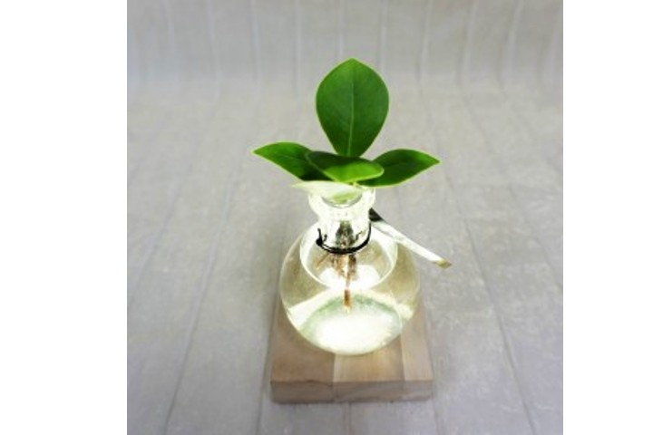 Intenz con luce LED - Fiorista Della Santa