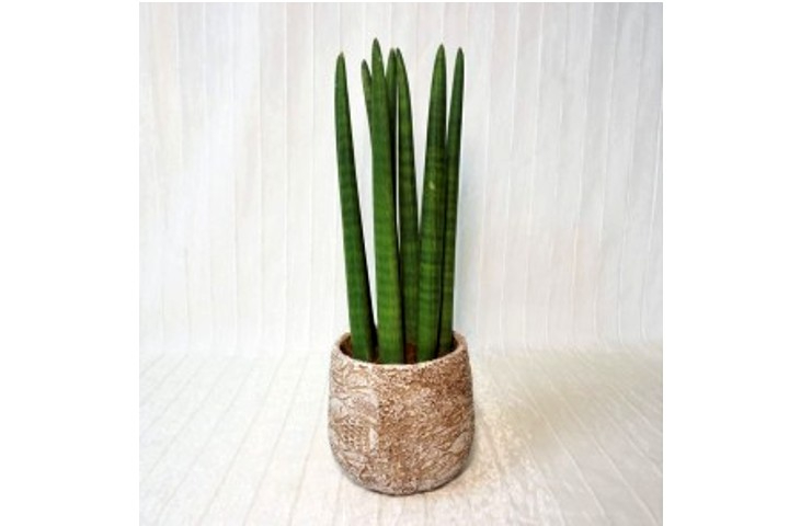 Sanseveria Cylindrica - Fiorista Della Santa