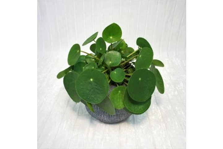 Pilea Peperomioides - Fiorista Della Santa