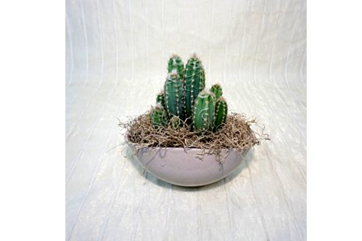 Cactus - Fiorista Della Santa