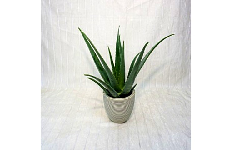 Aloe Vera - Fiorista Della Santa