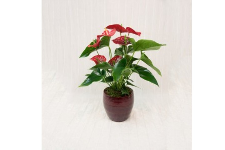 Pianta di Anthurium - Fiorista Della Santa