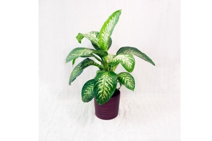 Dieffenbachia - Fiorista Della Santa