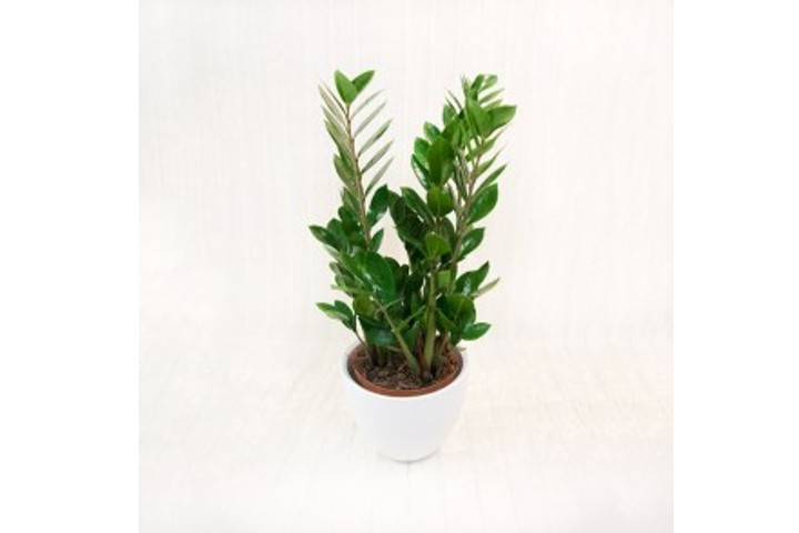 Zamioculcas - Fiorista Della Santa