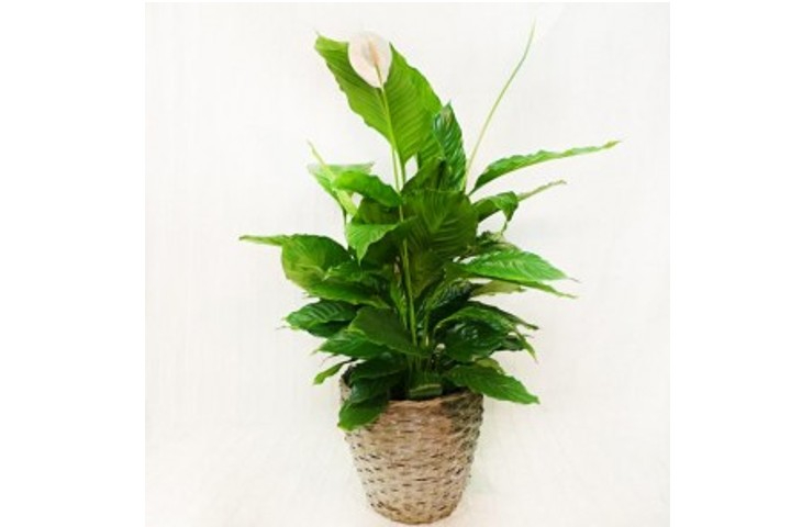 Spathiphyllum - Fiorista Della Santa