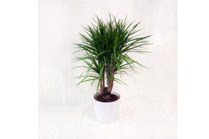 Dracaena MarginataDracaena Marginata - Fiorista Della Santa