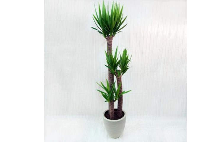 Yucca - Fiorista Della Santa