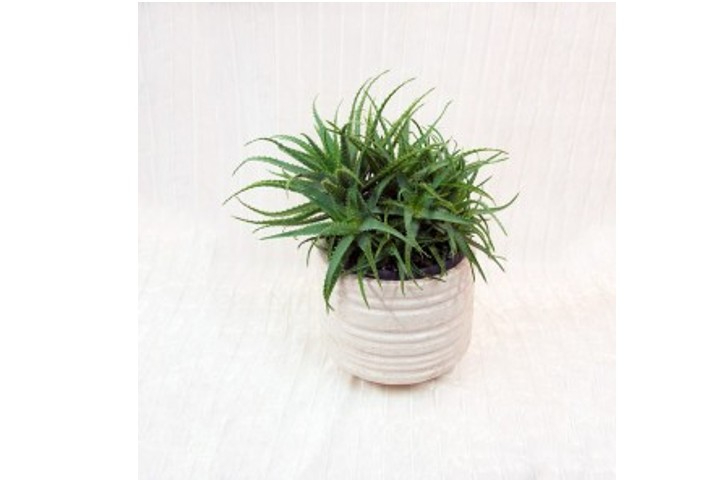 Aloe - Fiorista Della Santa