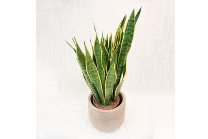Sanseveria - Fiorista Della Santa