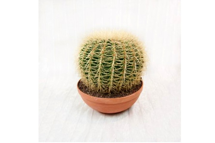 Echinocactus - Fiorista Della Santa
