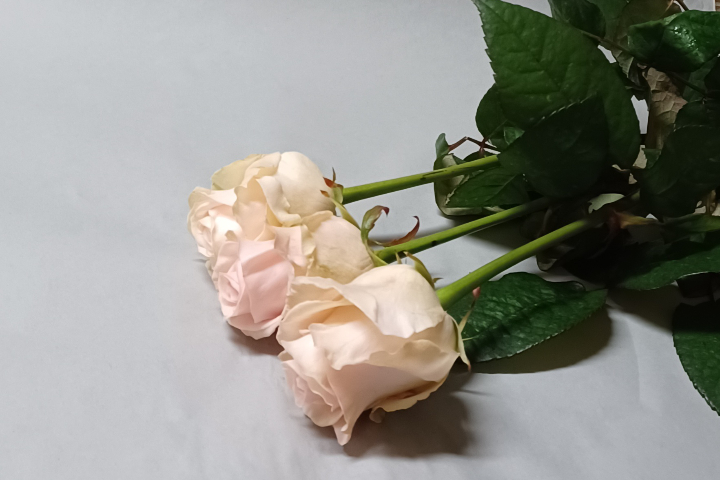 Roses roses pâle - Déco'Nad