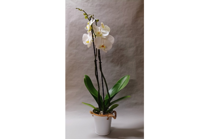 Orchidée blanche avec cache-pot - Déco'Nad