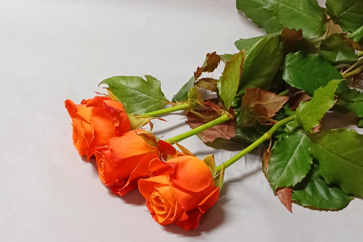 Roses oranges - Déco'Nad