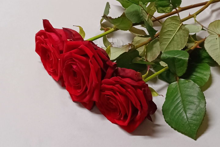 Roses rouges - Déco'Nad