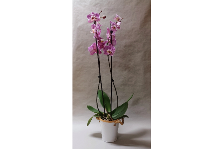 Orchidée rose-violacé avec cache-pot - Déco'Nad