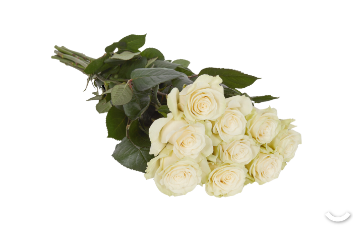 Roses Noblesse Blanc