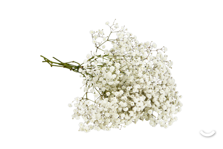 Gypsophile Grandes Fleurs