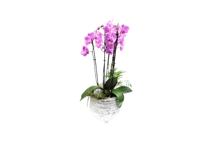 Orchidée Premium 3 avec pot