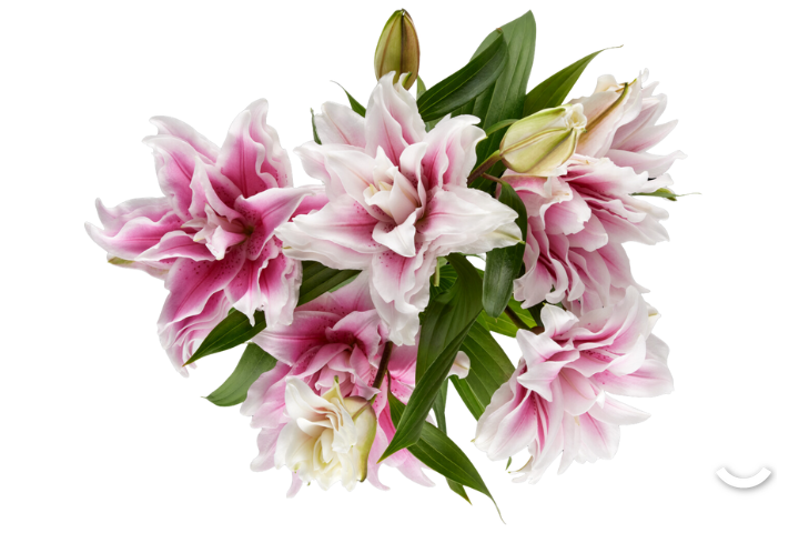 Giglio Roselilly Rosa