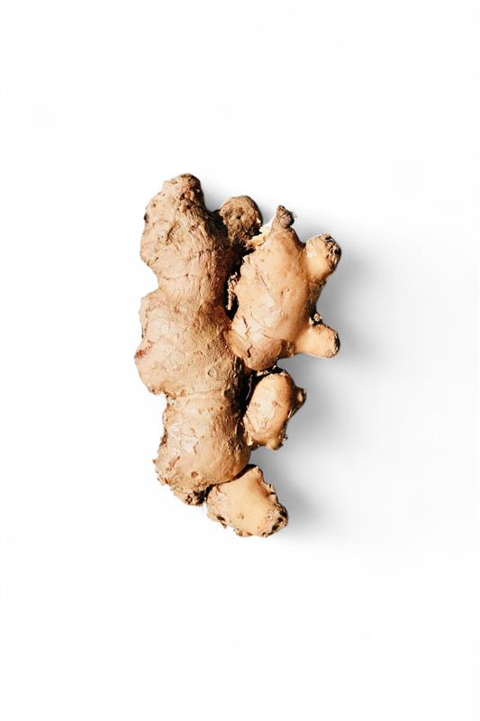 Gingembre